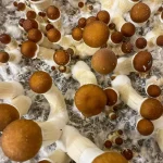 Golden Teacher Magic Mushrooms
