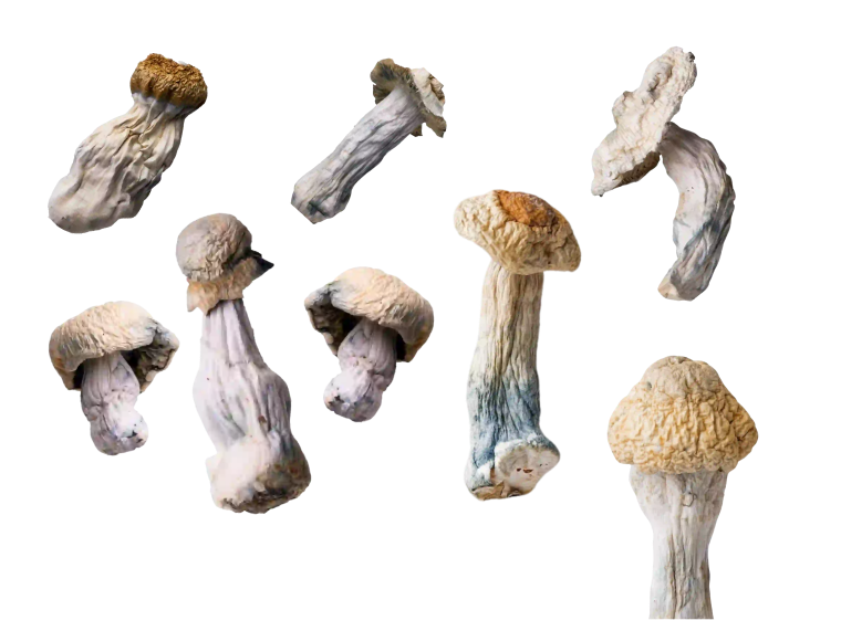 Buy Magic Mushrooms Online